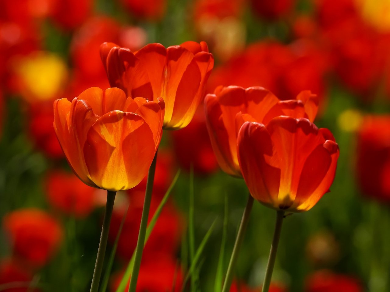 Пазл онлайн: Яркие тюльпаны