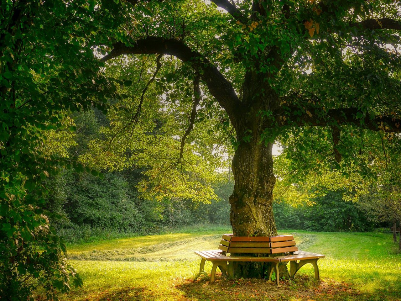 Пазл онлайн: Отдохни под деревом!