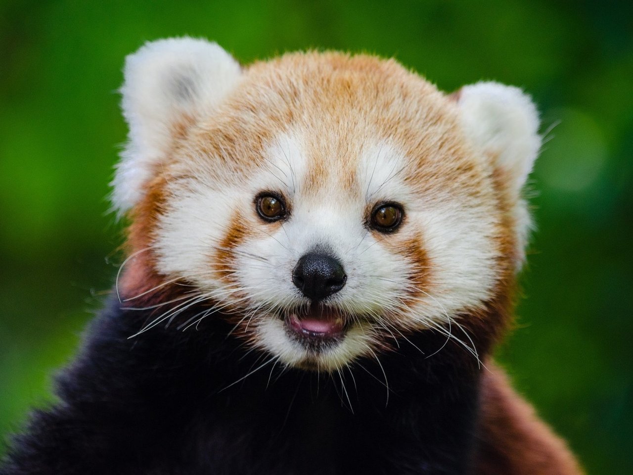 Пазл: Любопытная красная панда