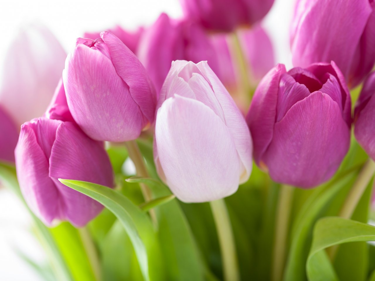 Пазл онлайн: Нежные весенние тюльпаны