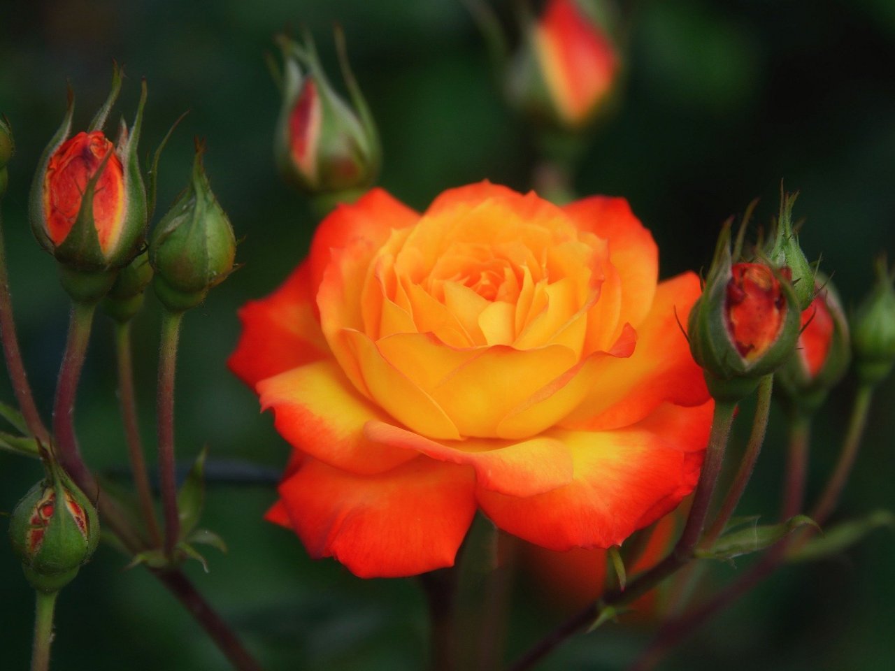 Пазл онлайн с розой: Оранжевое чудо