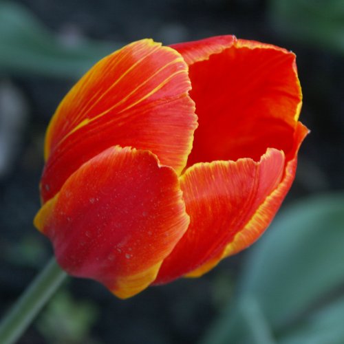 Пазл «Красный тюльпан»