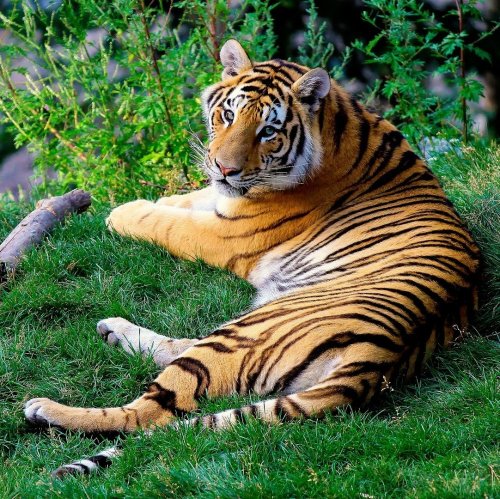 Пазл «Тигр на траве»