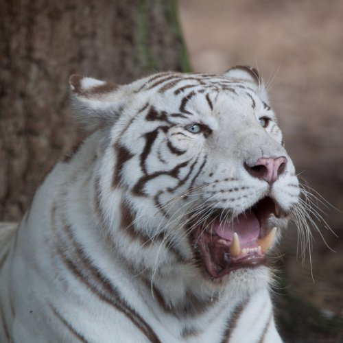 Пазл «Белый тигр»