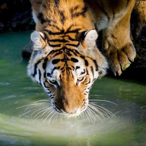 Пазл «Тигр у воды»