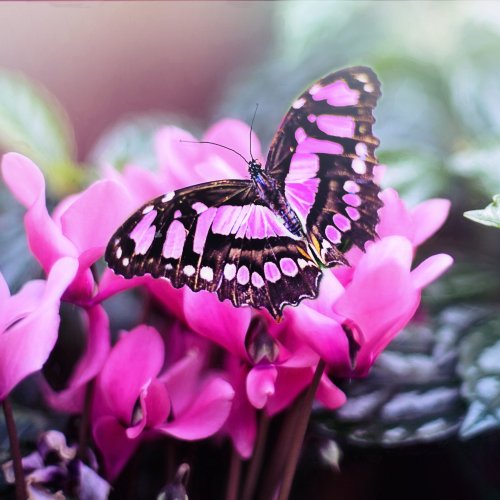 Пазл «Розовая бабочка»