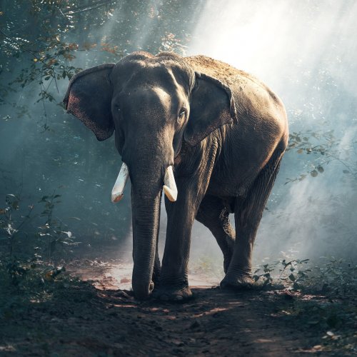 Пазл «Слон в лесу»