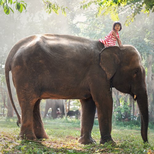 Пазл «Девочка на слоне»