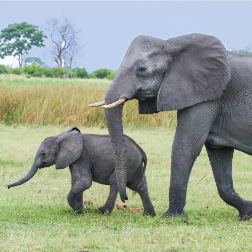 Пазл «Слониха и слоненок»