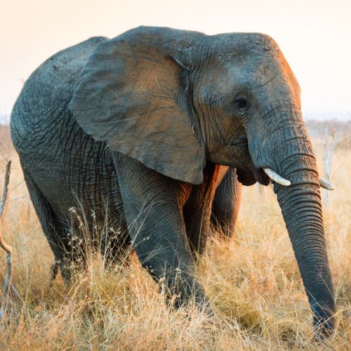 Пазл «Слоненок»