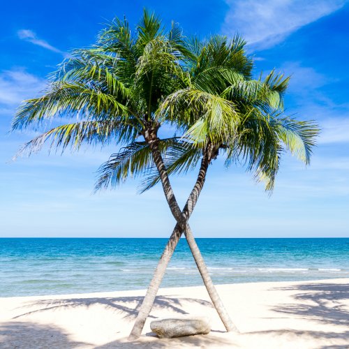 Пазл «Пальмы на пляже»