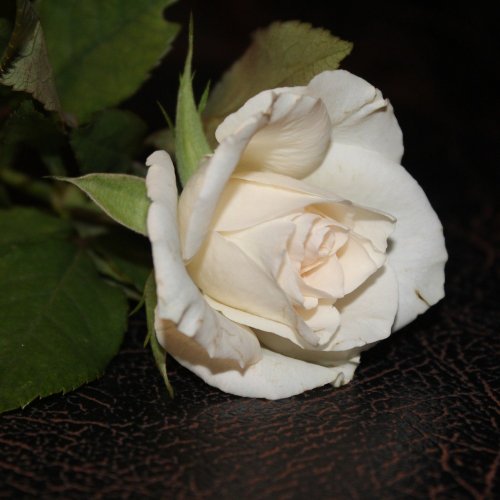 Пазл «Белая роза»