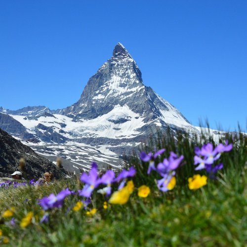 Пазл «Пеннинские Альпы: Цветы на фоне вершины Маттерхорн»