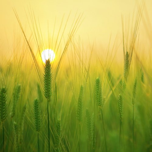 Пазл «Восход и пшеница»