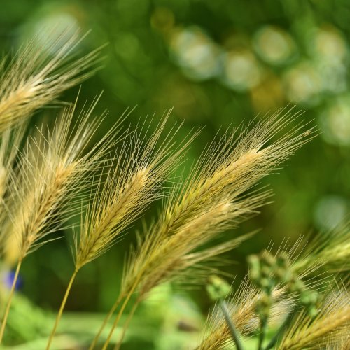 Пазл «Золотая пшеница»