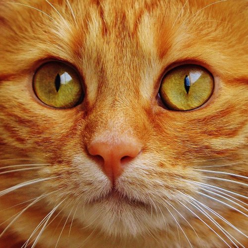 Пазл «Рыжий кот крупным планом»