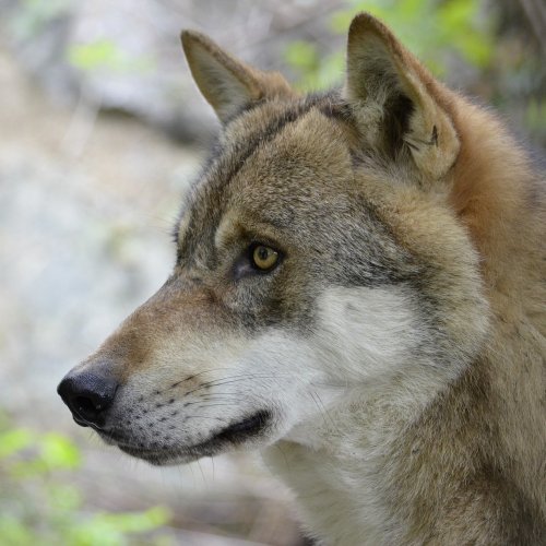 Пазл «Серый волк»