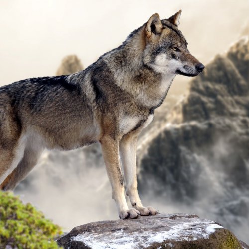Пазл «Волк на горе»