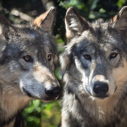 Пазл «Два волка»
