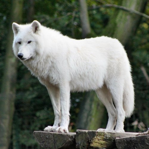 Пазл «Акела (белый волк)»