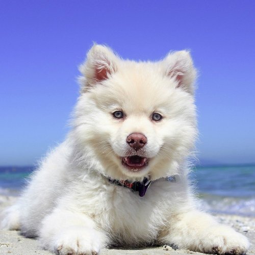 Пазл «Веселый щенок на пляже»