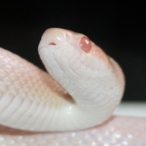 Пазл «Змея-альбинос»