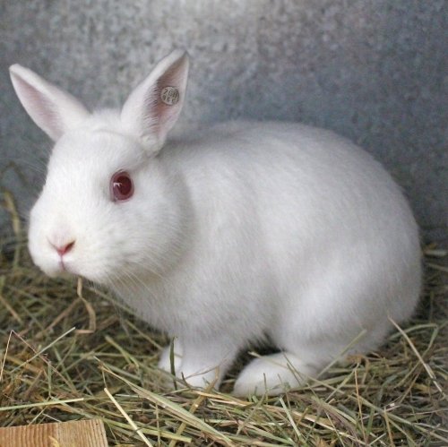 Пазл «Кролик-альбинос»