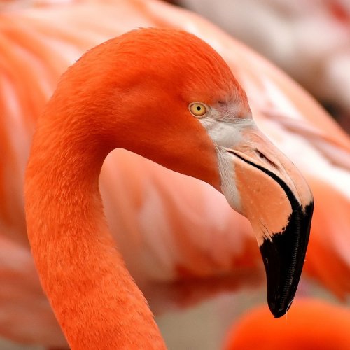 Пазл «Розовый фламинго»