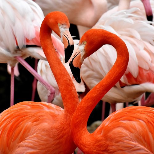 Пазл «Два фламинго»