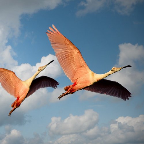 Пазл «Летящие фламинго»