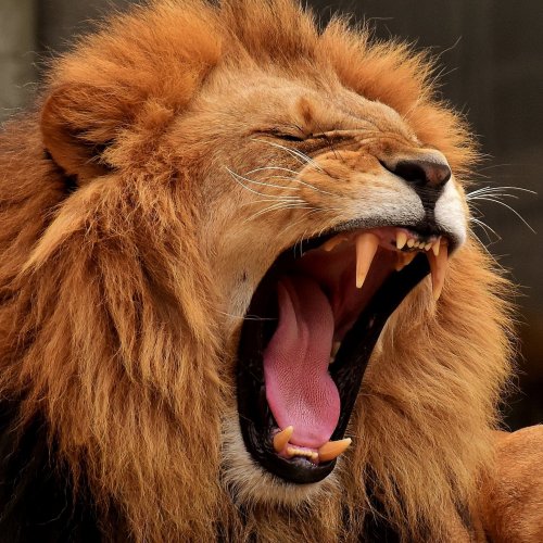Пазл «Рычащий лев»