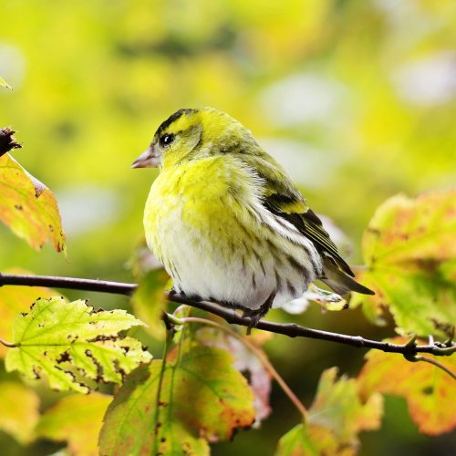 Пазл «Жёлтая птица»