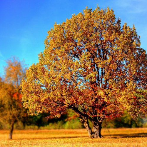 Пазл «Осеннее дерево»