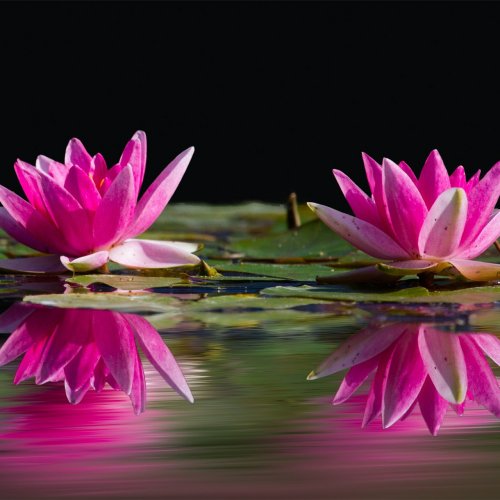 Пазл «Две розовых лилии на воде»