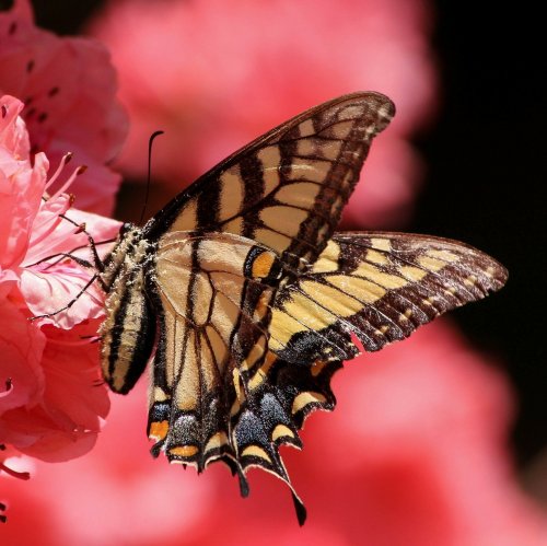 Пазл «Бабочка Махаон на цветущей азалии»
