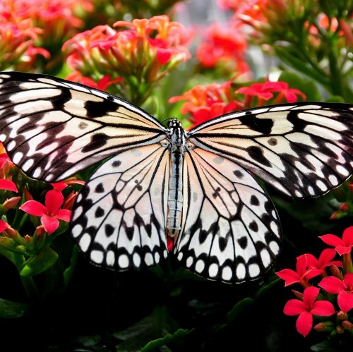 Пазл «Бабочка Нимфа и красные цветы»