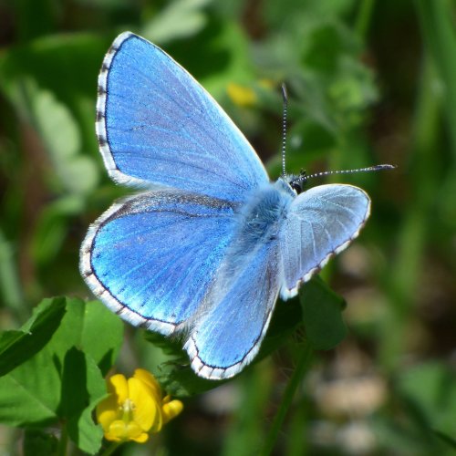 Пазл «Голубая бабочка»
