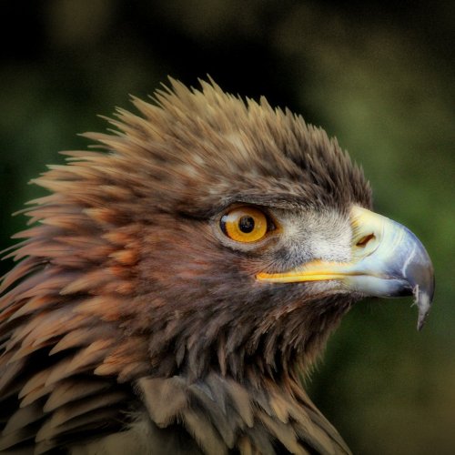 Пазл «Золотой орел»