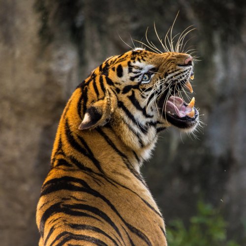Пазл «Рычащий тигр»