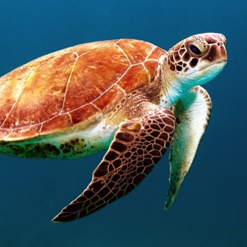 Пазл «Морская черепаха»