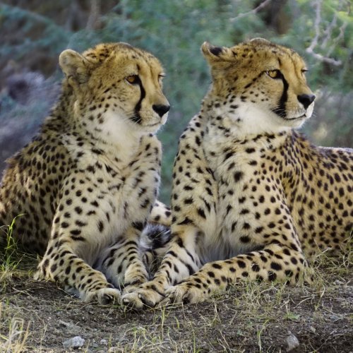Пазл «Два гепарда»