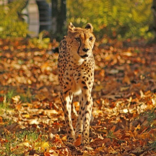 Пазл «Осенний гепард»