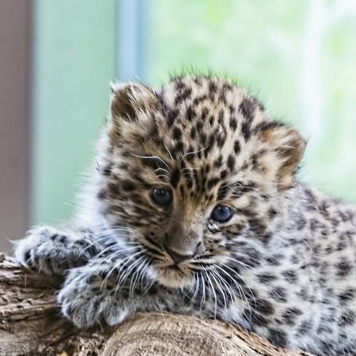 Пазл «Детеныш леопарда»