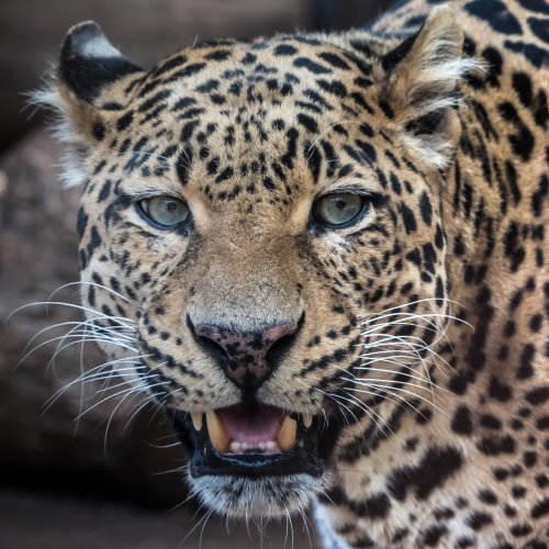 Пазл «Рычащий леопард»
