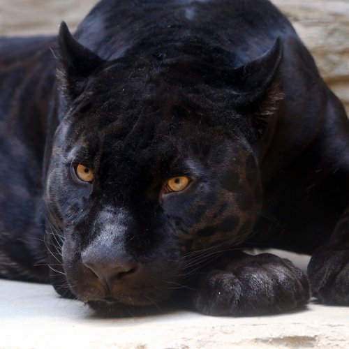 Пазл «Черная пантера Багира»