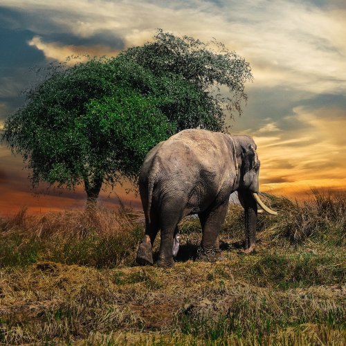 Пазл «Слон в Гималаях»