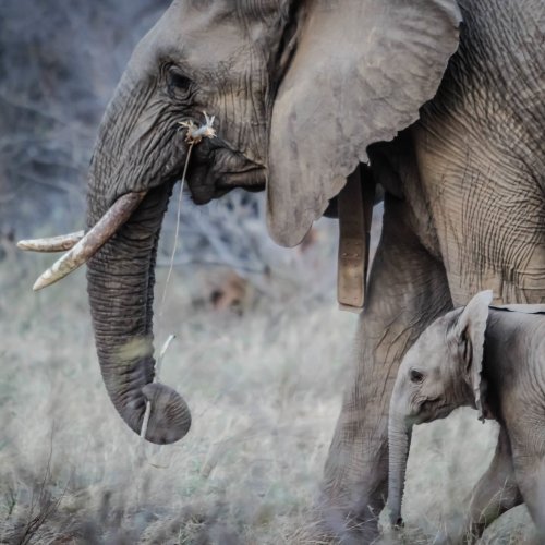 Пазл «Слониха со слонёнком»