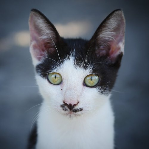Пазл «Котёнок с большими ушами»