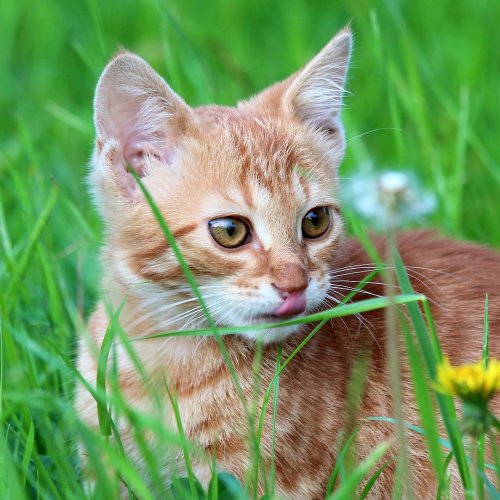 Пазл «Рыжий котёнок в траве»