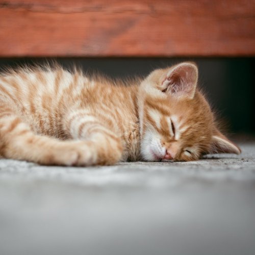 Пазл «Спящий рыжий котёнок»